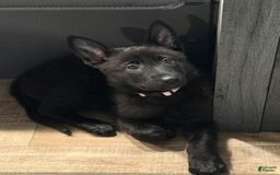German Shepherd dogs for sale: Little Girl - Image 16