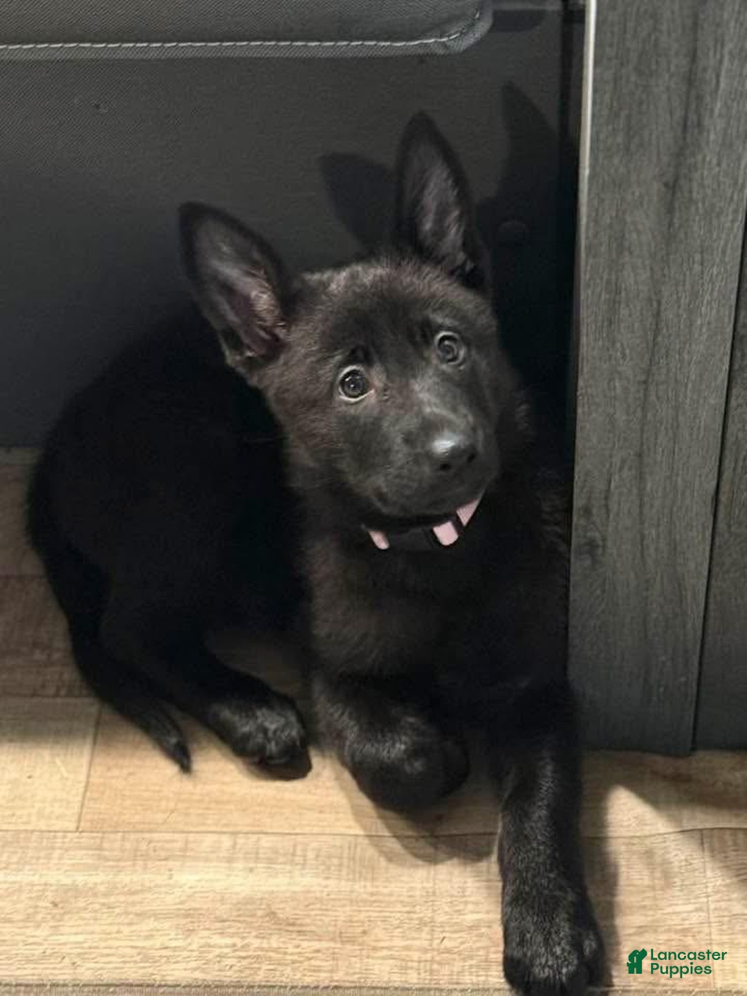 German Shepherd dogs for sale: Little Girl - Image 16