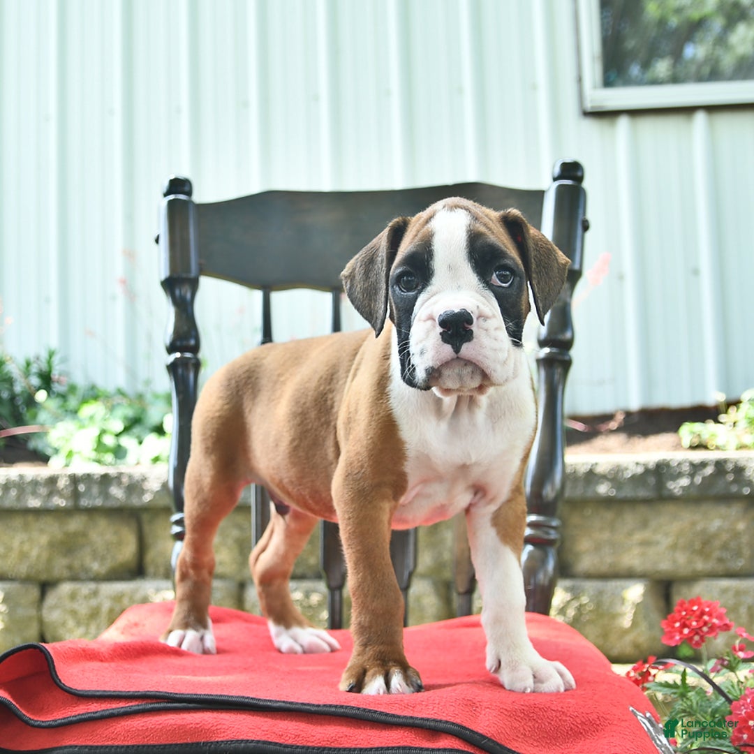 Boxer dogs for sale: Flynn - Image 10