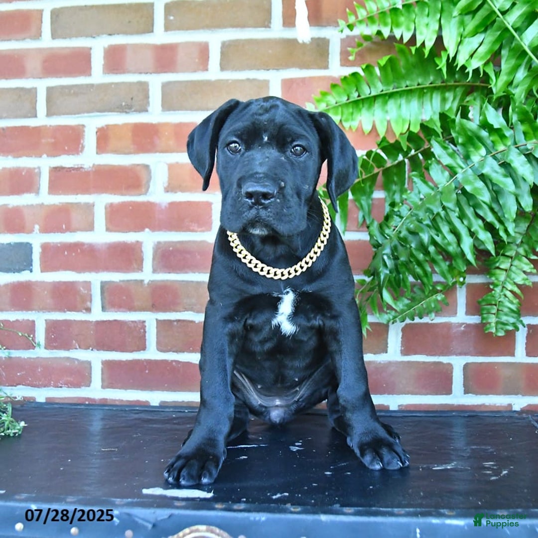 Cane Corso dogs for sale: Cassy - Image 3