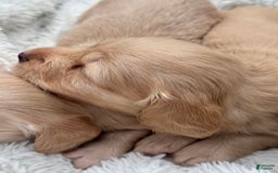 Miniature Dachshund dogs for sale: Sadie - Image 1