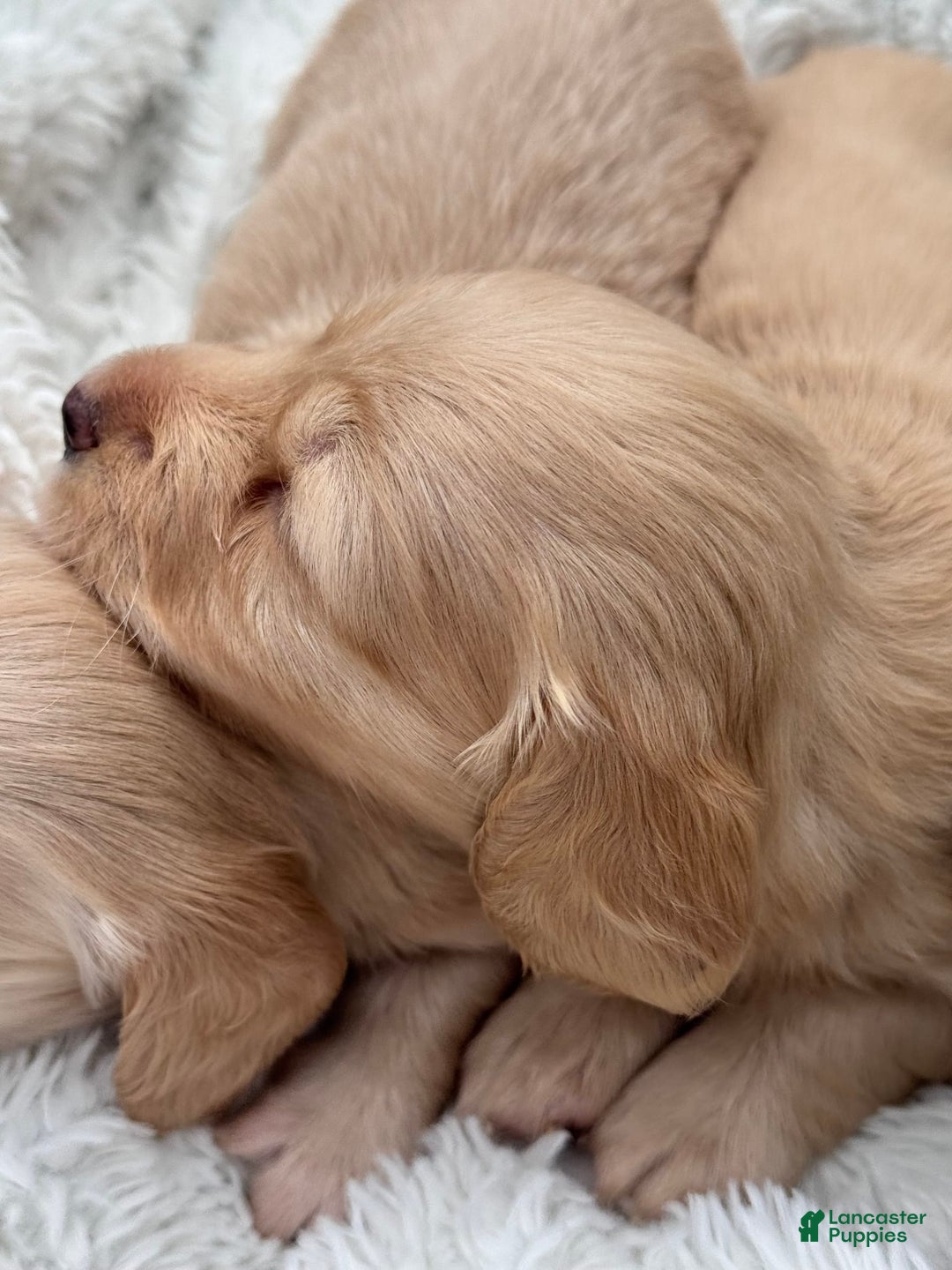 Miniature Dachshund dogs for sale: Sadie - Image 1