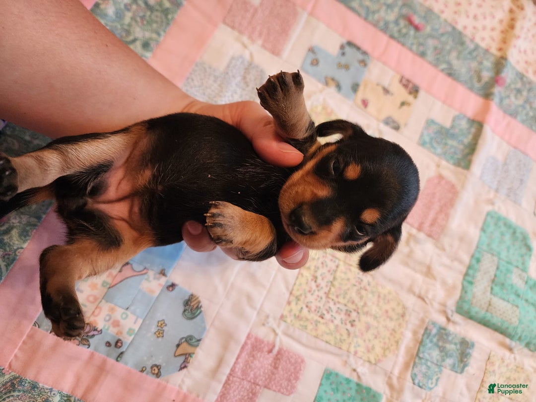 Miniature Dachshund dogs for sale: Peach - Image 13