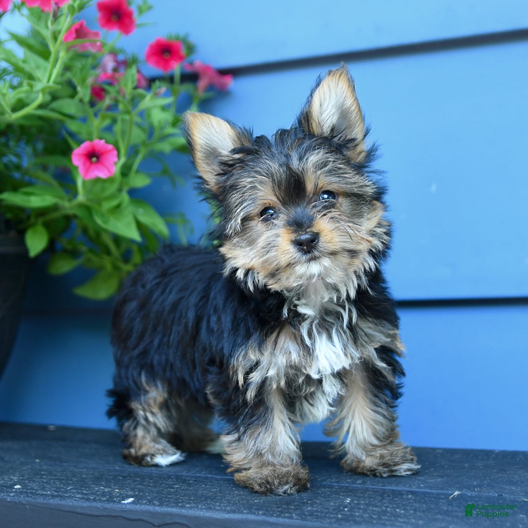 Yorkshire Terrier dogs for sale: Darcy - Image 3