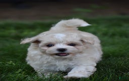 Maltipoo dogs for sale: Honey - Image 3