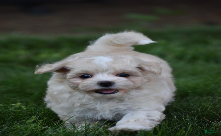 Maltipoo dogs for sale - Ad 3