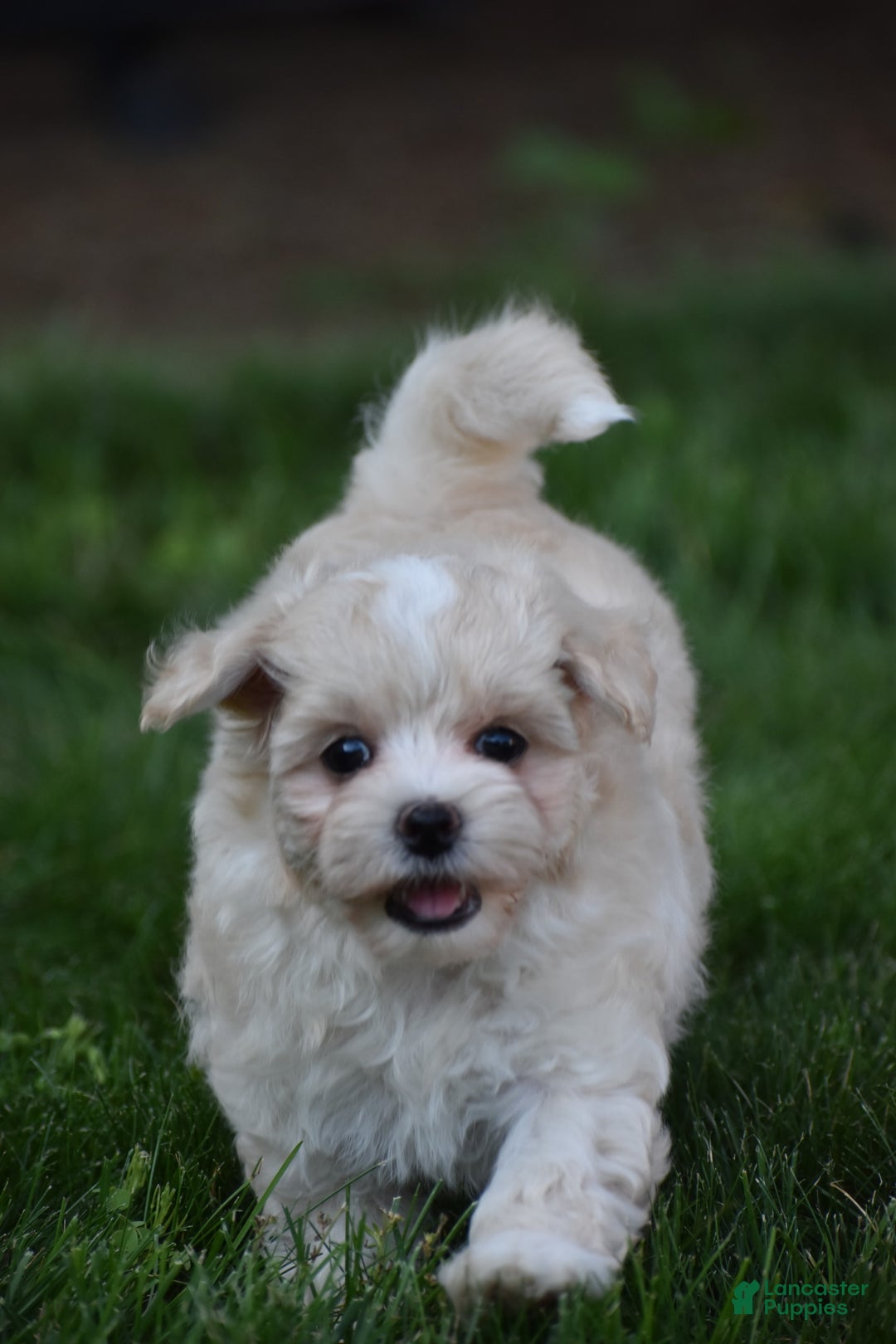 Maltipoo dogs for sale: Honey - Image 3
