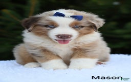 Miniature Australian Shepherd dogs for sale: Mason - Image 1