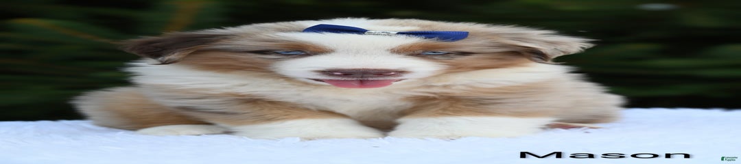Mason