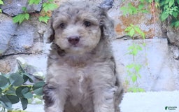 Mini Goldendoodle dogs for sale: Sunflower F1b - Image 2