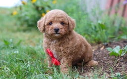 Maltipoo dogs for sale: Shiloh - Image 5