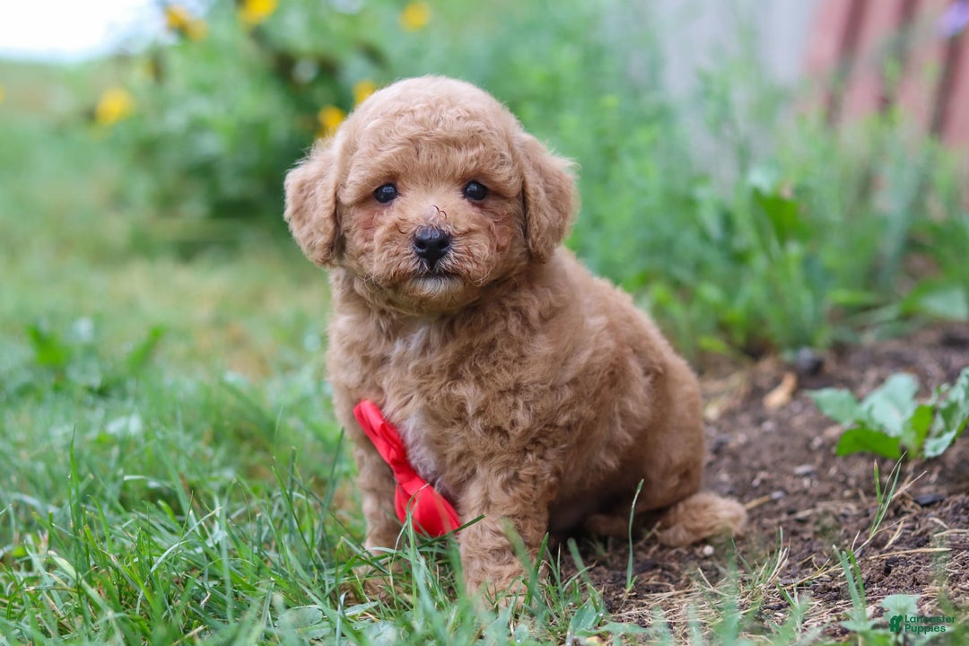 Maltipoo dogs for sale: Shiloh - Image 5