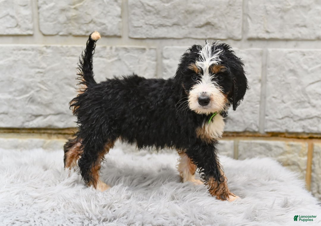 Bernedoodle dogs for sale: Roxy - Image 2