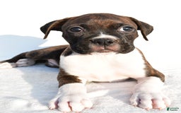Boxer dogs for sale: Mickey - Image 5