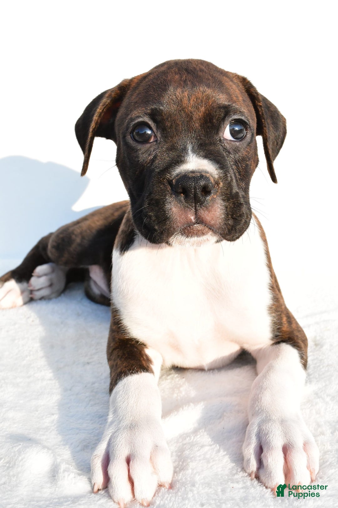 Boxer dogs for sale: Mickey - Image 5