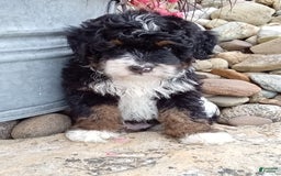 Mini Bernedoodle dogs for sale: Rambo - Image 17