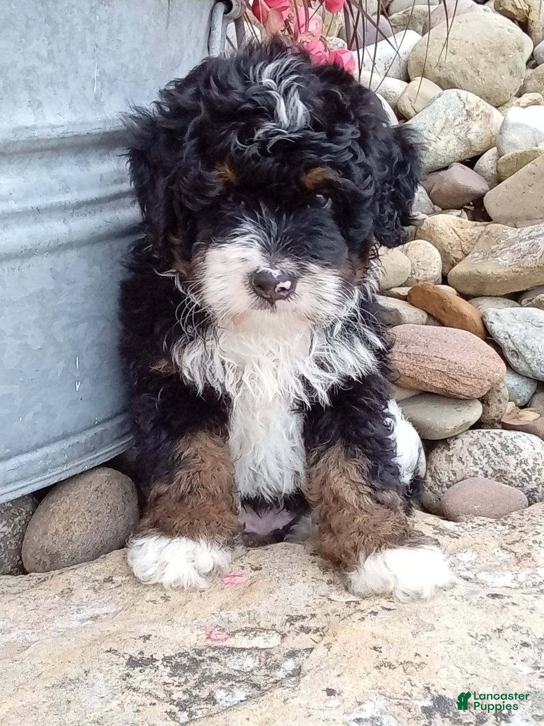 Mini Bernedoodle dogs for sale: Rambo - Image 17