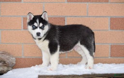 Siberian Husky dogs for sale: Marco - Image 1