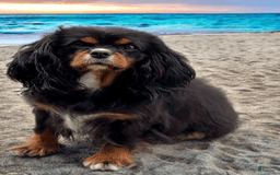 Cavalier King Charles Spaniel dogs for sale: Izzy - Image 1