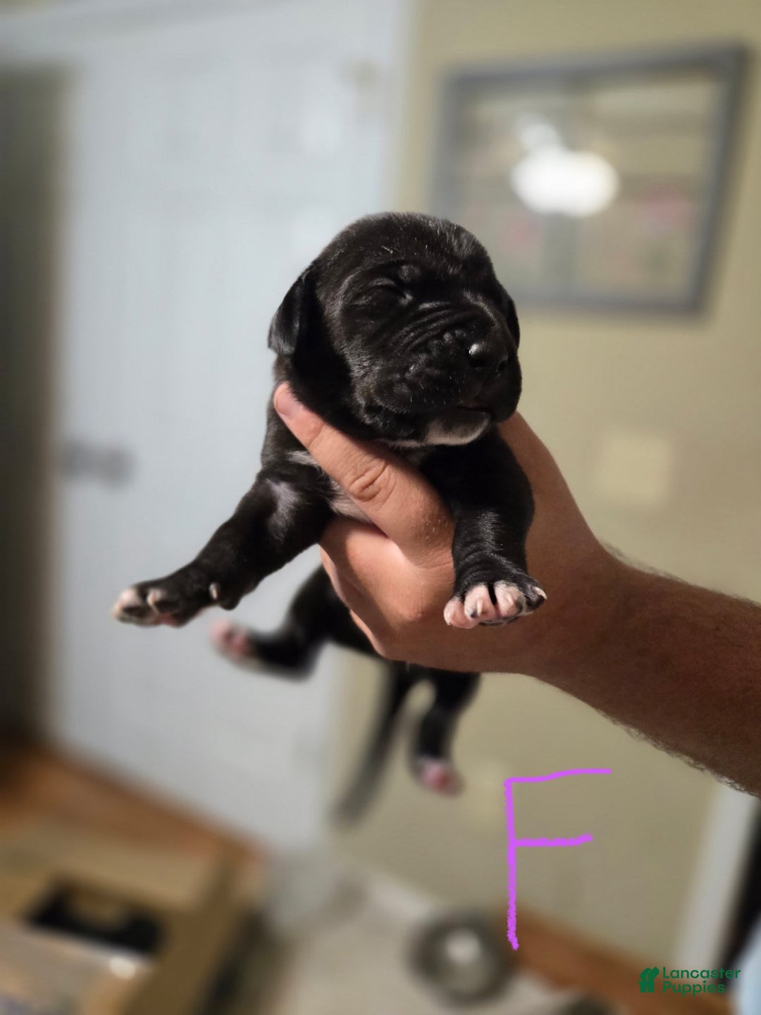 Great Dane dogs for sale: Black Female 2 - Image 1