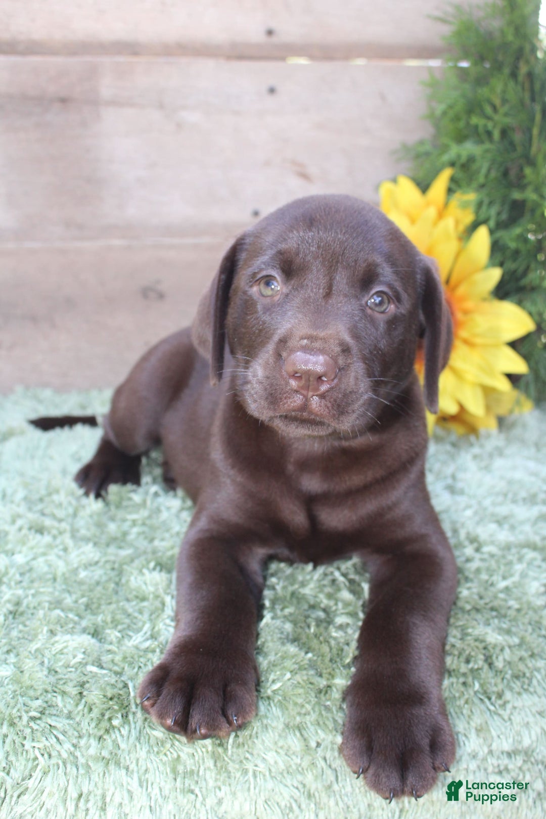 Labrador Retriever dogs for sale: Brownie - Image 5