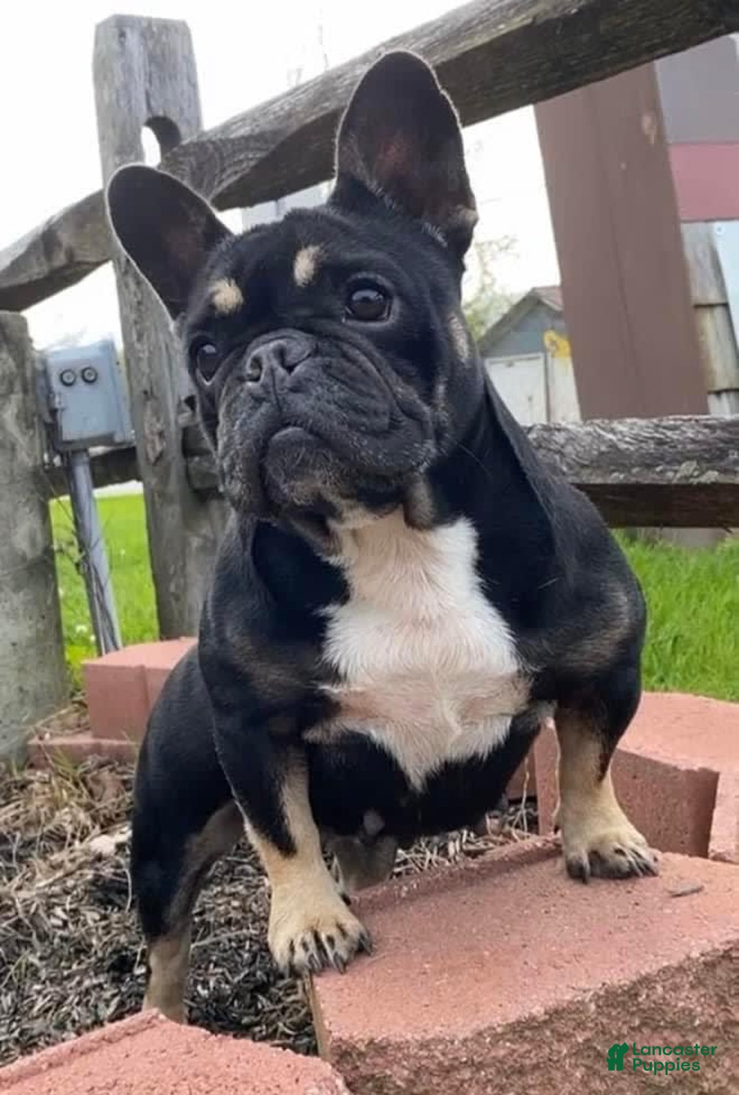 French Bulldog dogs for stud: Baby Yoda - Image 6