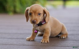 Miniature Dachshund dogs for sale: Miniature Dachshund 3 puppies - Image 14