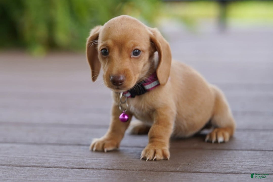 Miniature Dachshund dogs for sale: Miniature Dachshund 3 puppies - Image 14