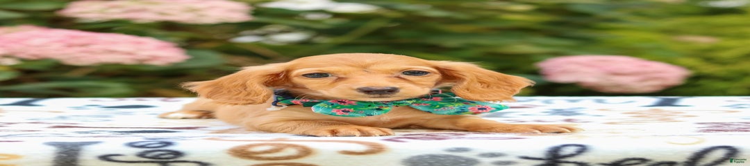 Sophie