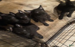 German Shepherd dogs for sale: Little Girl - Image 15
