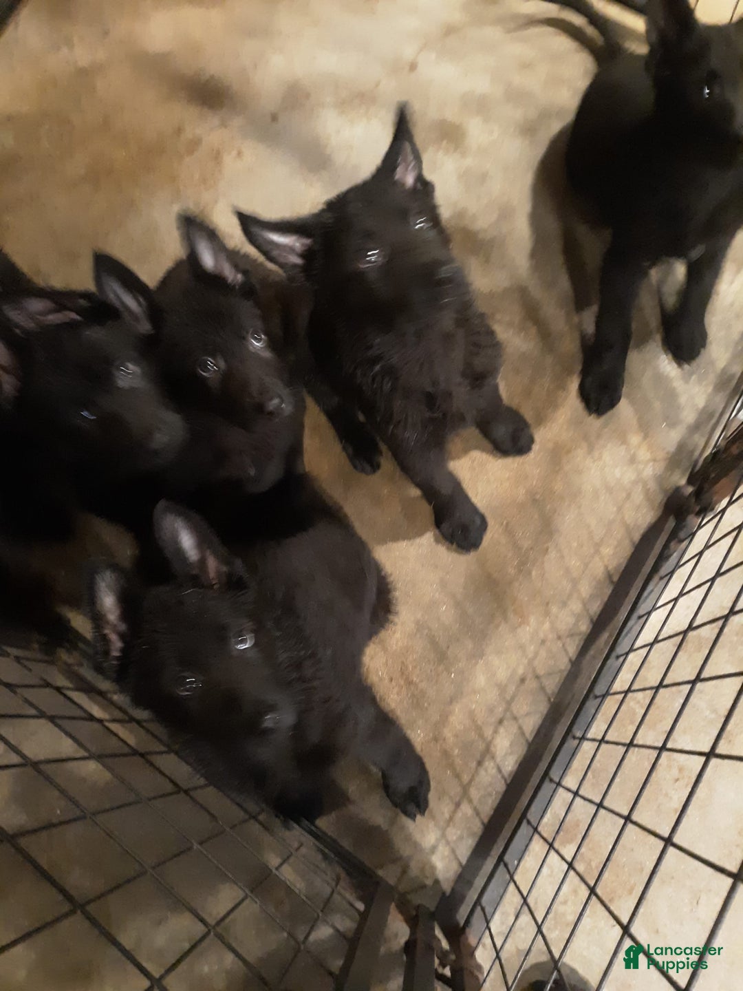 German Shepherd dogs for sale: Little Girl - Image 15