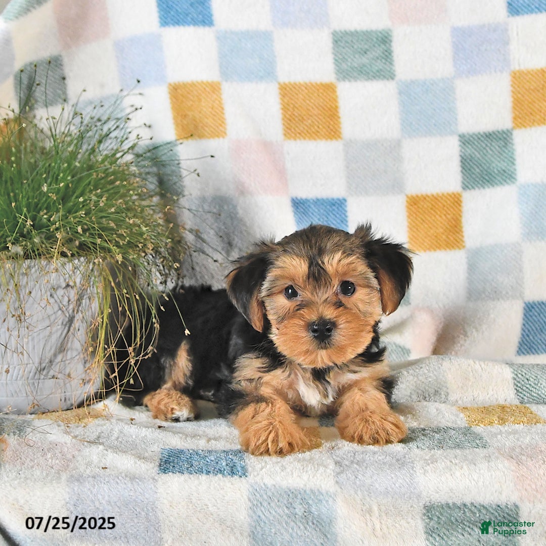 Yorkshire Terrier dogs for sale: Tessa - Image 4