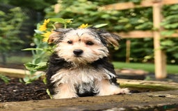 Morkie dogs for sale: Mickey - Image 10