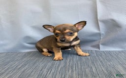 Chihuahua dogs for sale: Reggie - Image 1