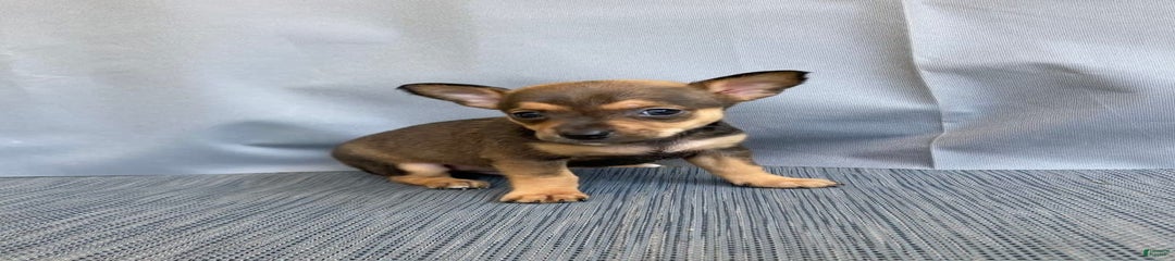 Reggie