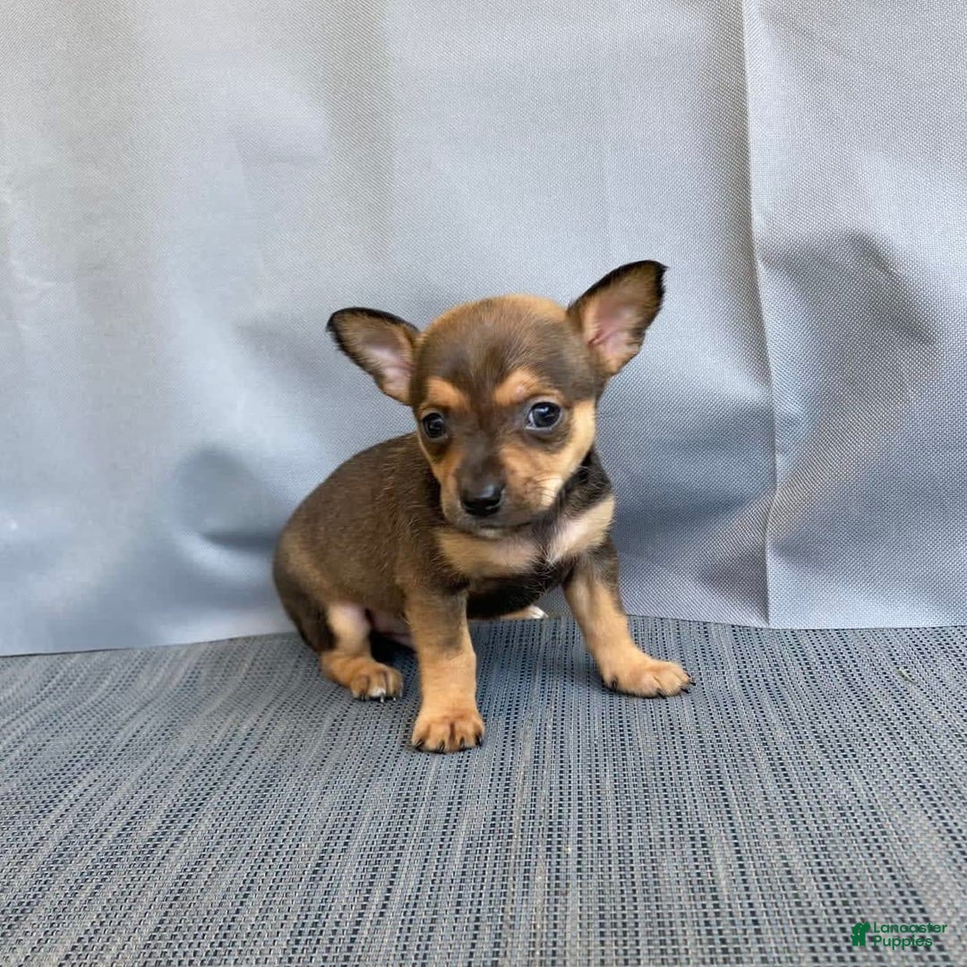 Chihuahua dogs for sale: Reggie - Image 1