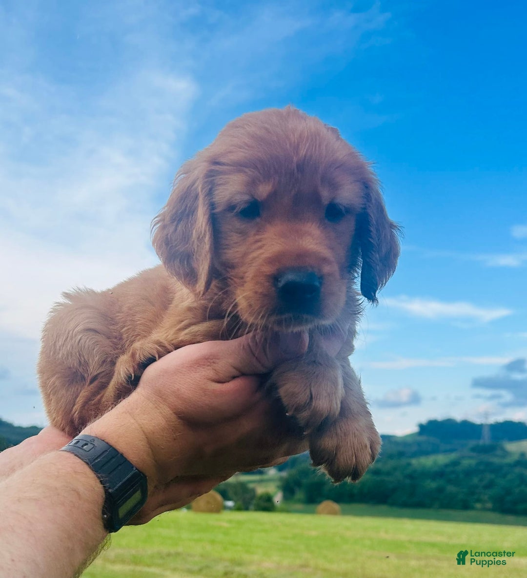 Golden Retriever dogs for sale: Rascal - Image 7