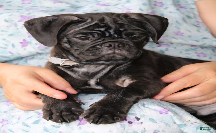 Pug dogs for sale - Ad 1