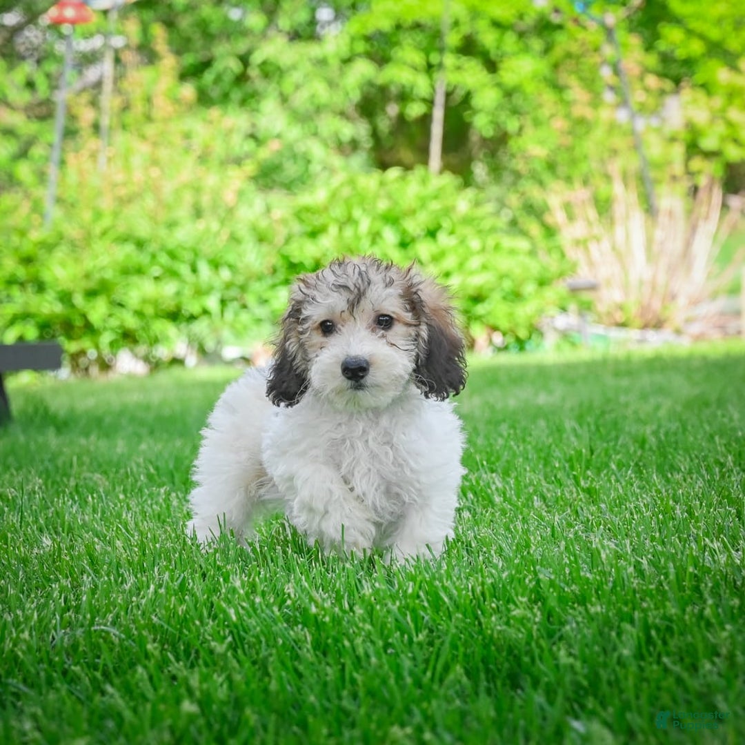 Bichpoo dogs for sale: Barry - Image 1