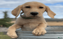 Labrador Retriever dogs for sale: Clyde - Image 4