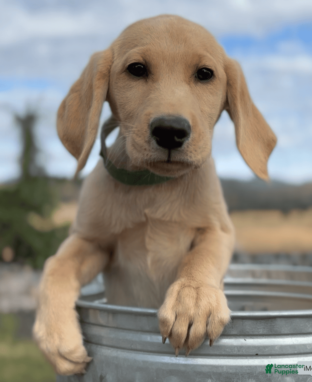 Labrador Retriever dogs for sale: Clyde - Image 4