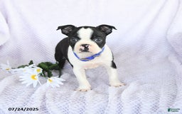 Boston Terrier dogs for sale: Oliver - Image 5