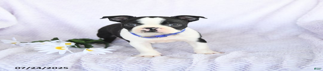 Oliver