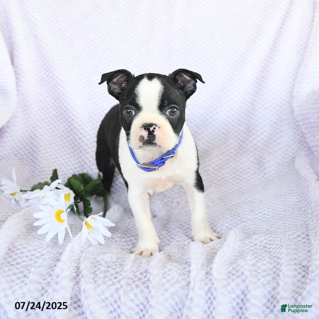 Boston Terrier dogs for sale: Oliver - Image 5
