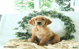 Golden Retriever dogs for sale: Allie - Image 8