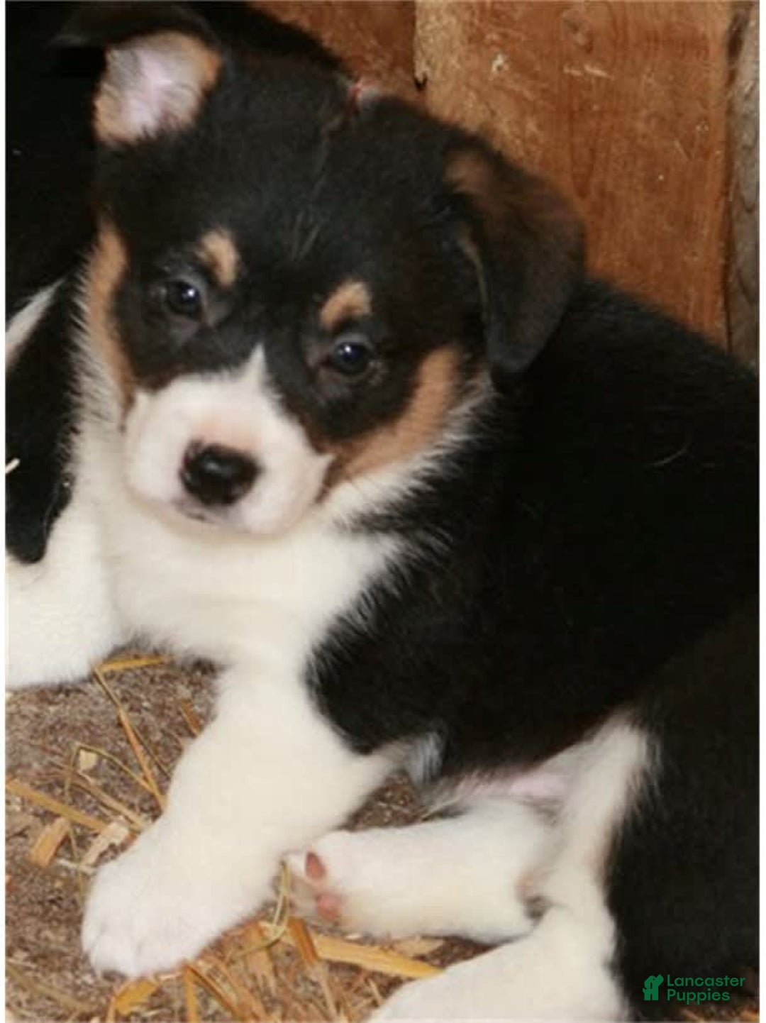 Welsh Corgi Pembroke dogs for sale: Puppy 5 - Image 2