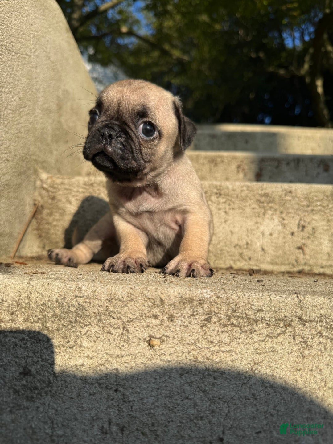 Pug dogs for sale: Bruno - Image 3