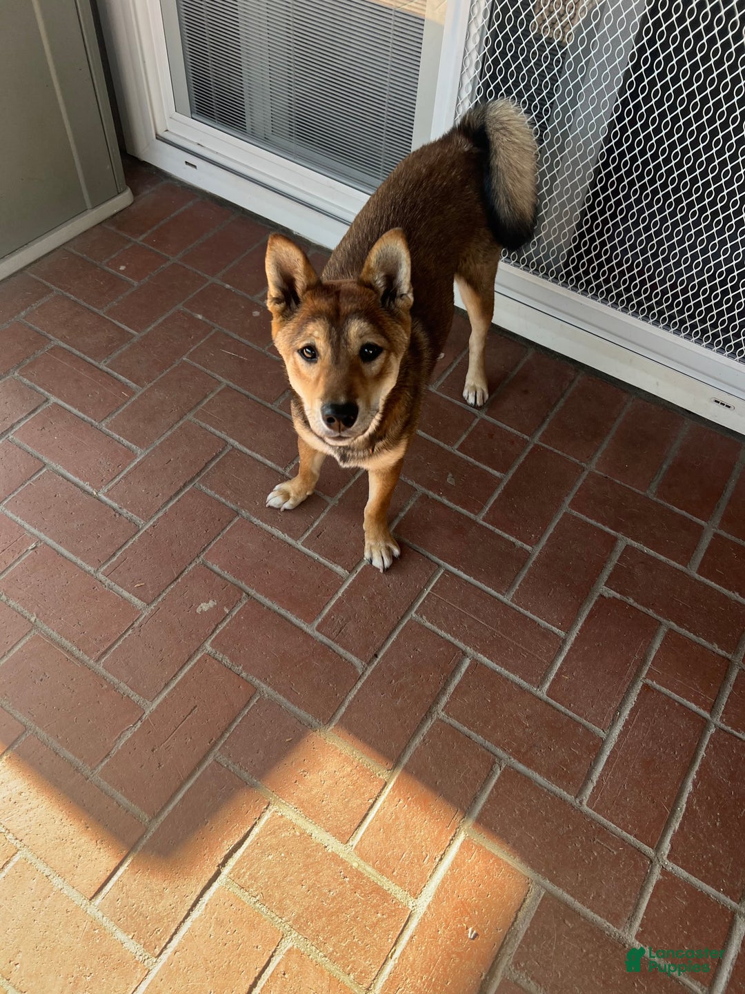 Shiba Inu dogs for sale: Tsuki - Image 2