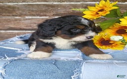 Mini Bernedoodle dogs for sale: Hershey - Image 5