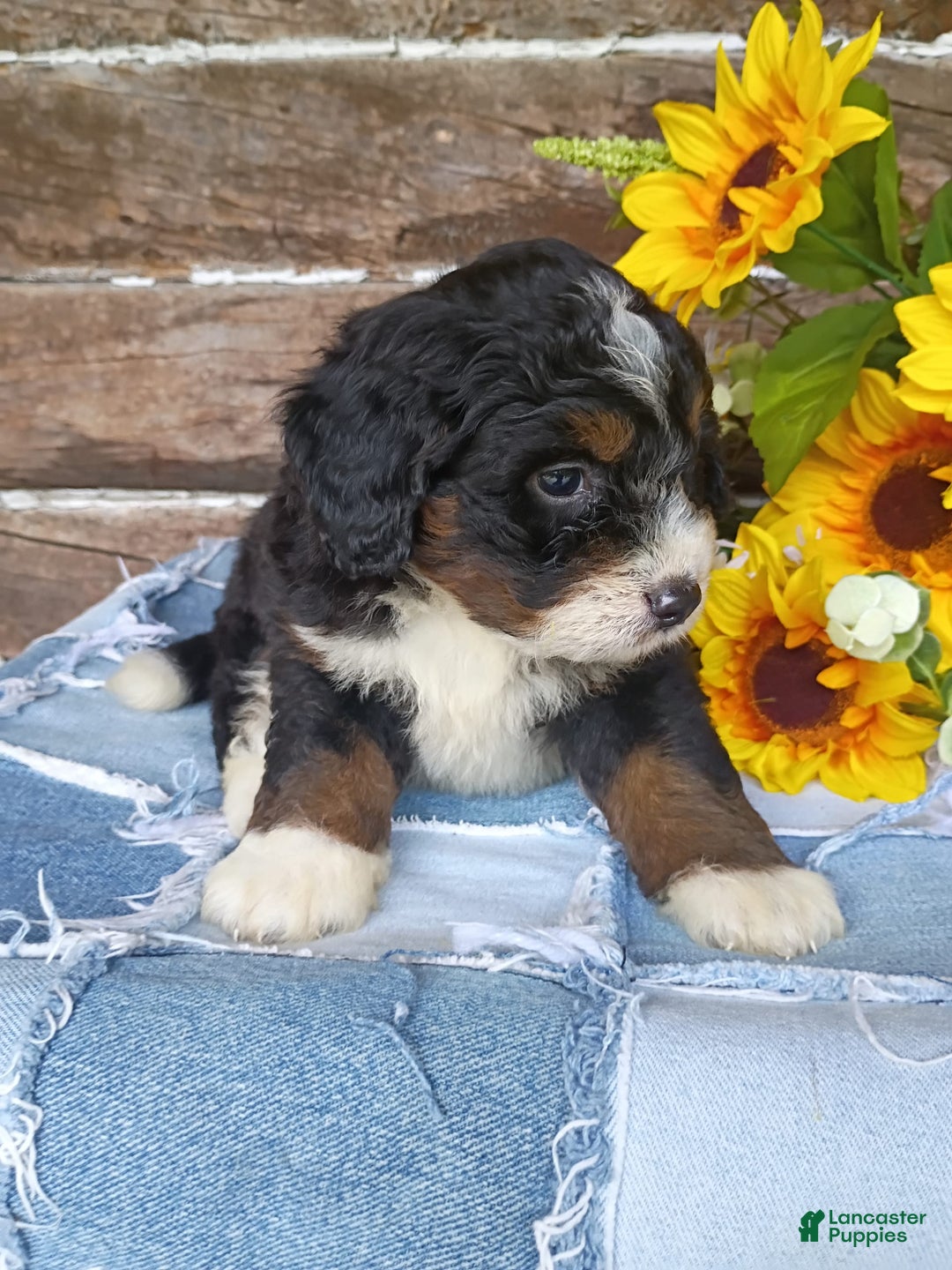 Mini Bernedoodle dogs for sale: Hershey - Image 5